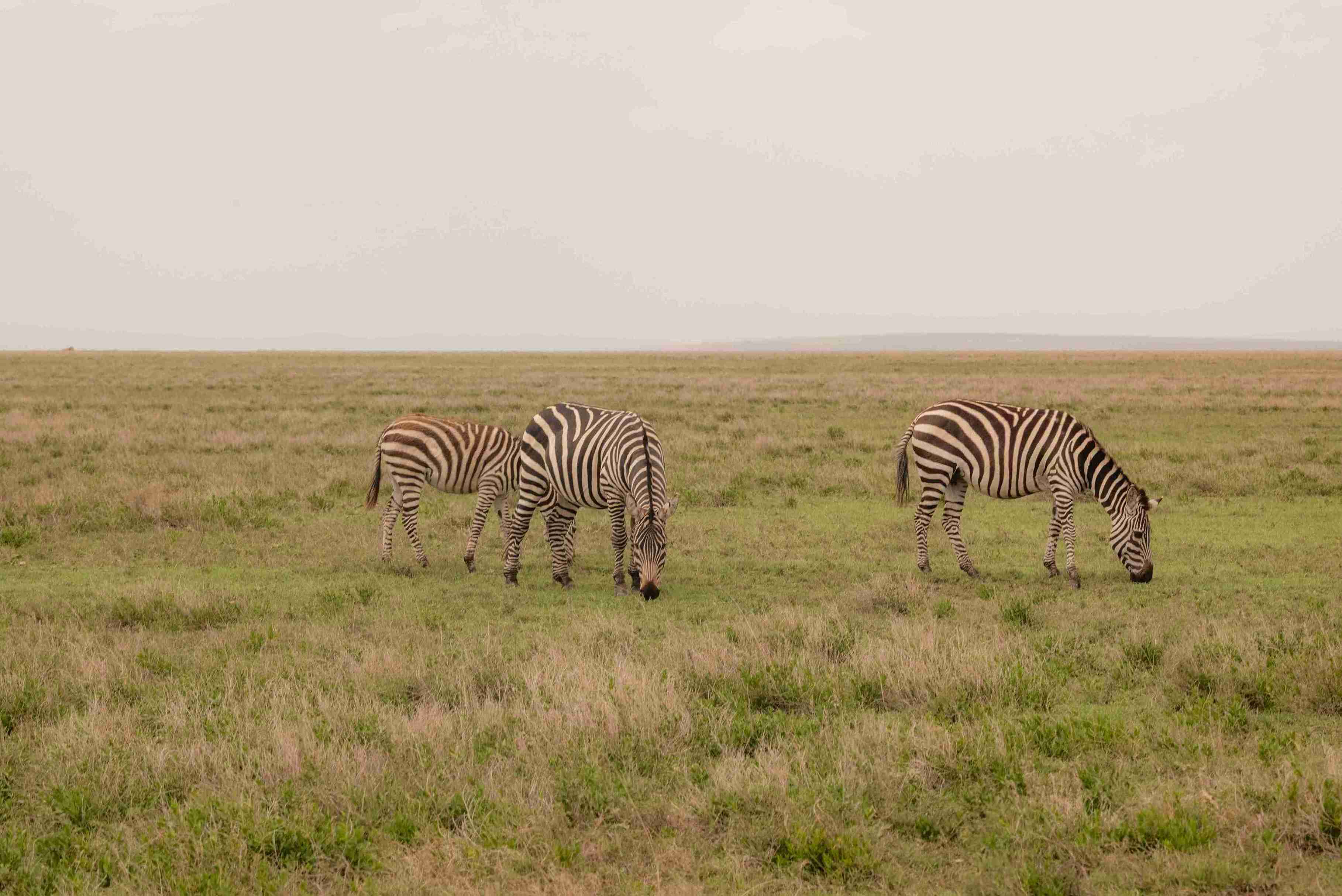 Zebra Gathering
