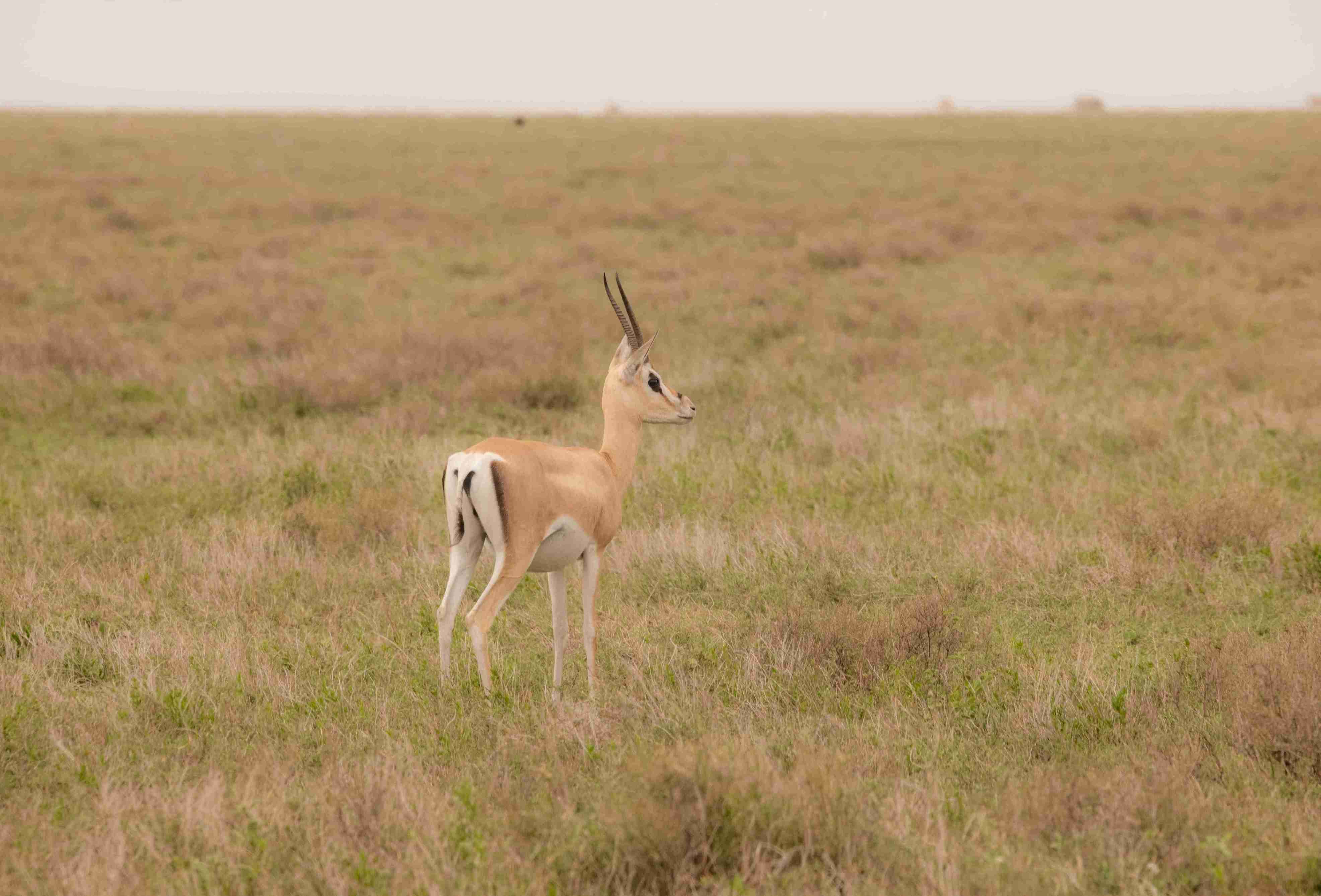 Male Grant's Gazelle