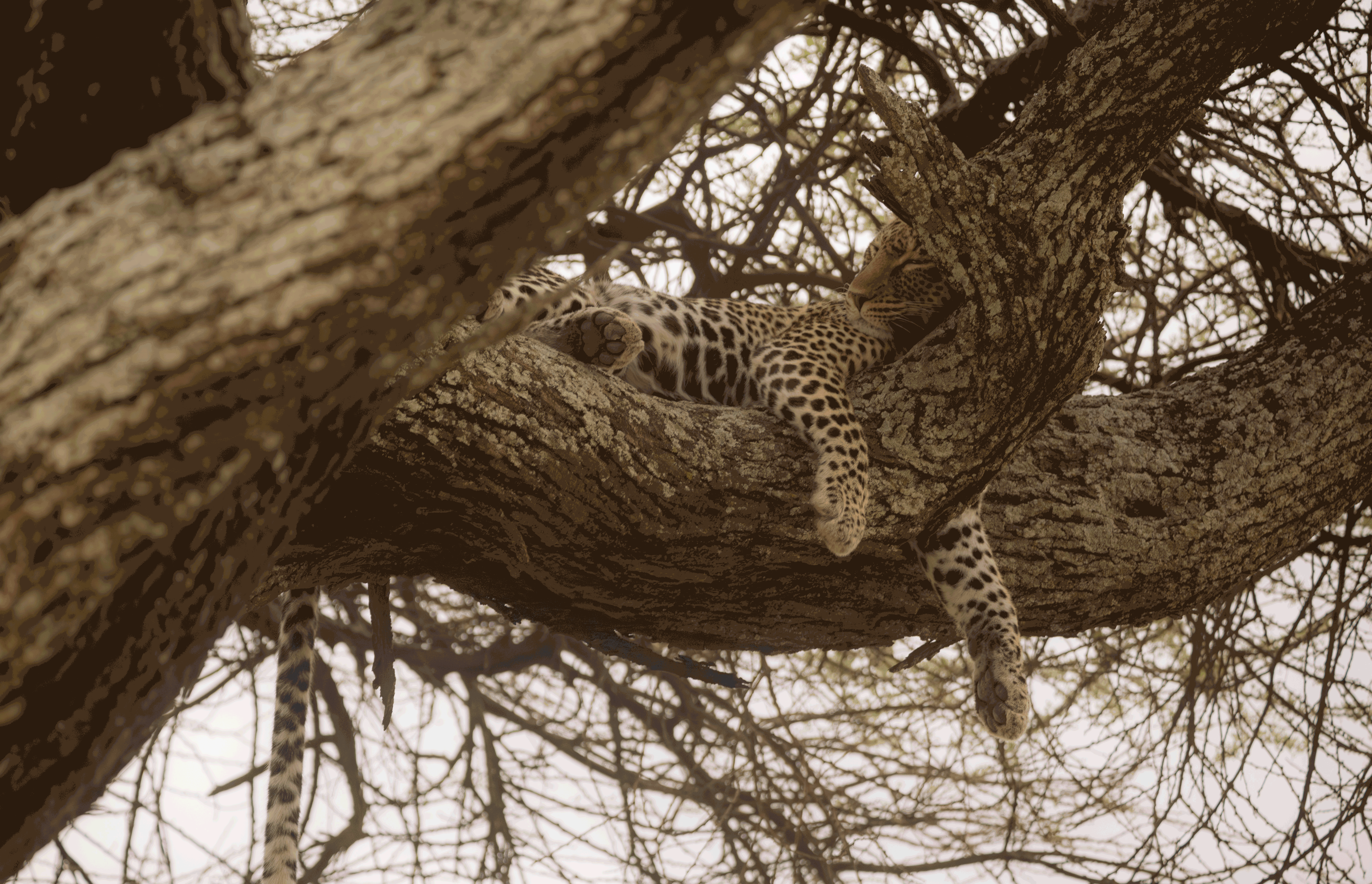 Leopard in Tree