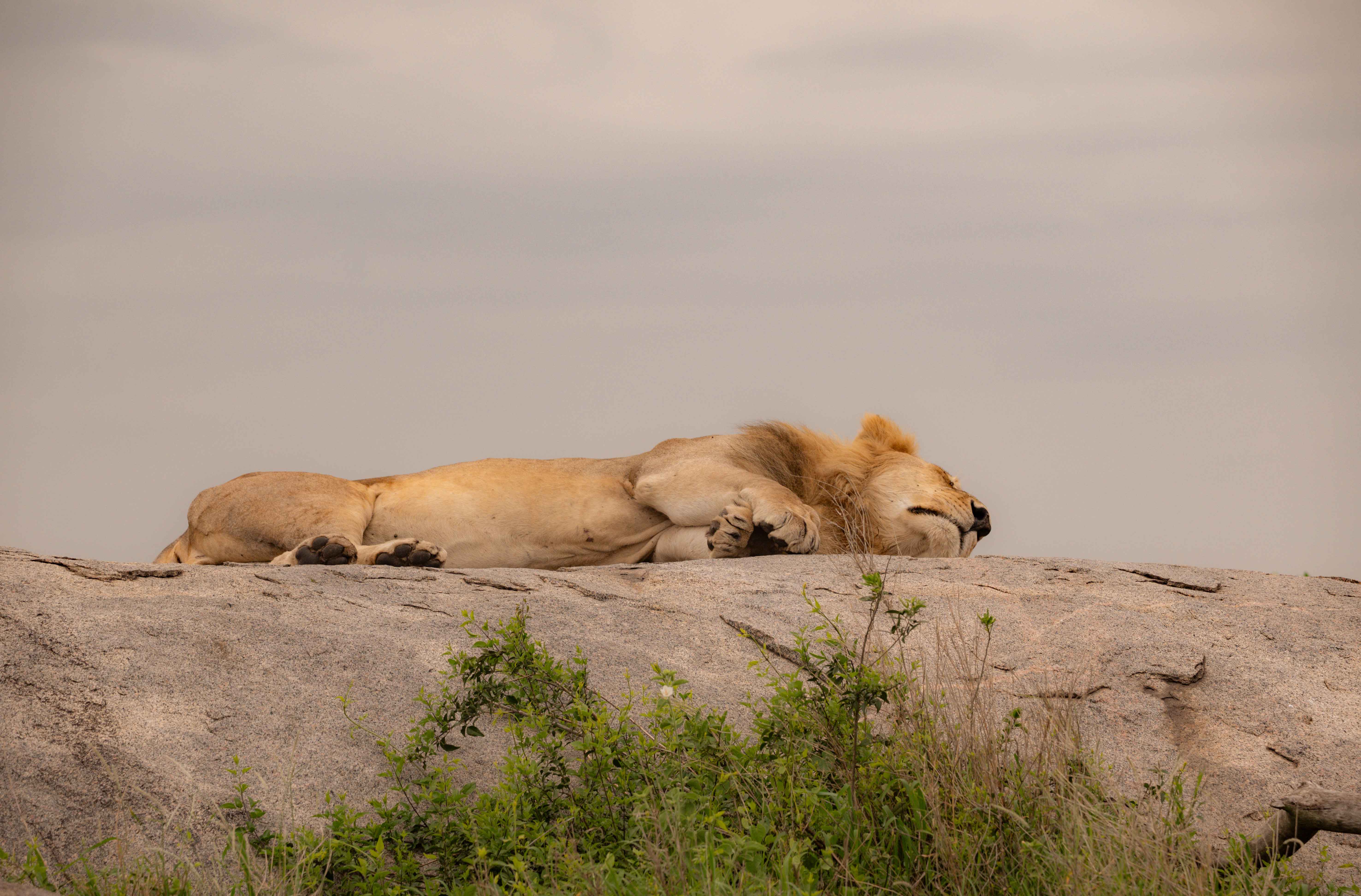Majestic Male Lion
